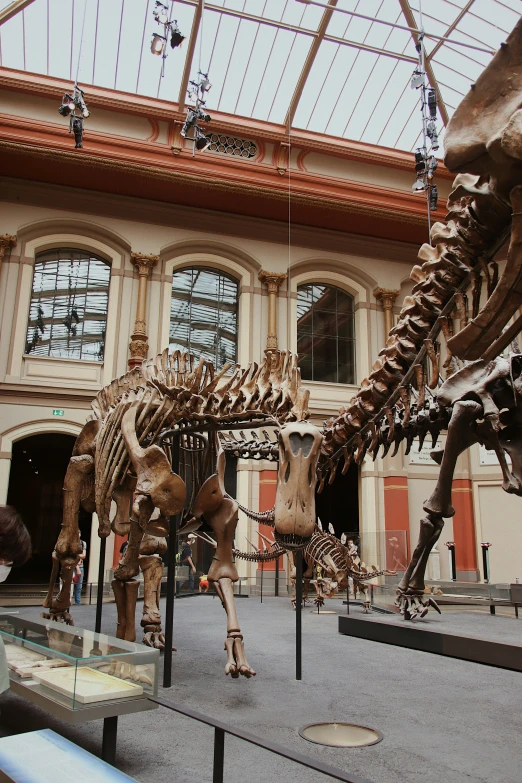 a museum filled with triticophissises and dinosaurs