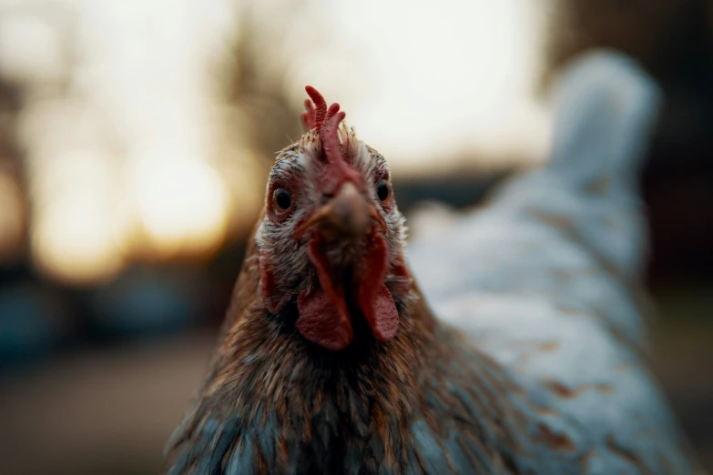 a close up image of a rooster