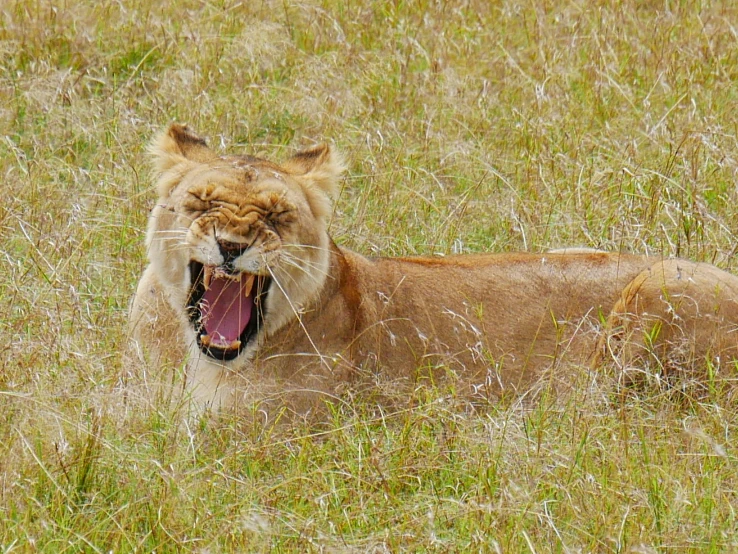 an animal that is laying in the grass