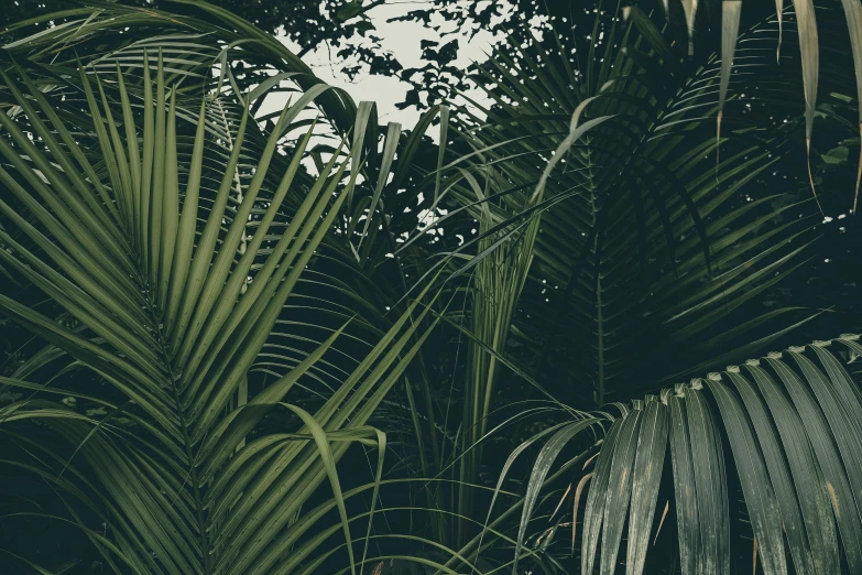 a black and white po of leaves that are mostly green