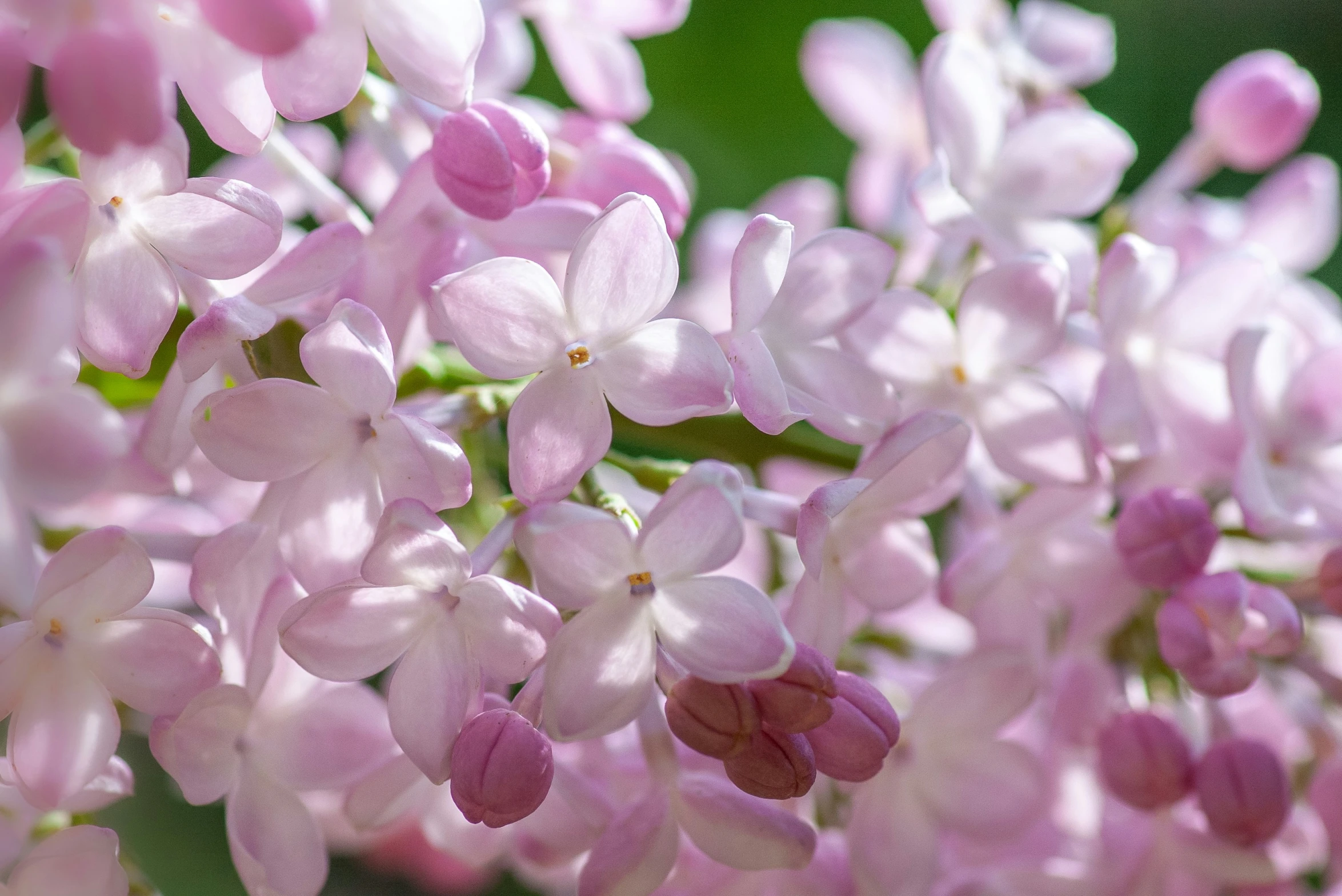 an image of many pink flowers that are in full bloom