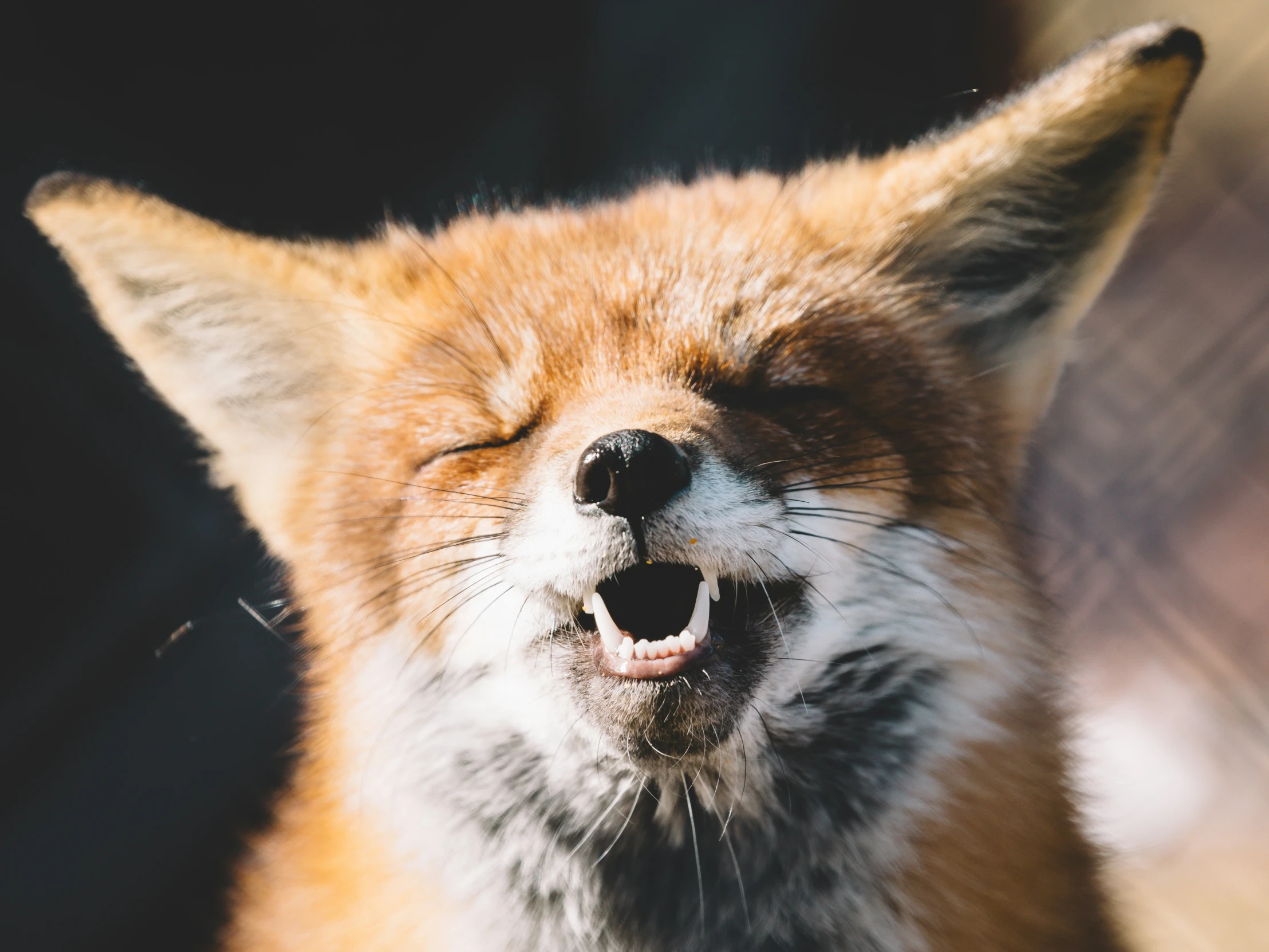 a fox making an ugly face while looking in the camera