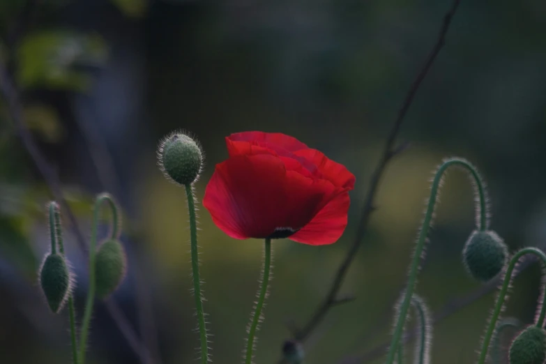 a red poppy flower surrounded by green leaves