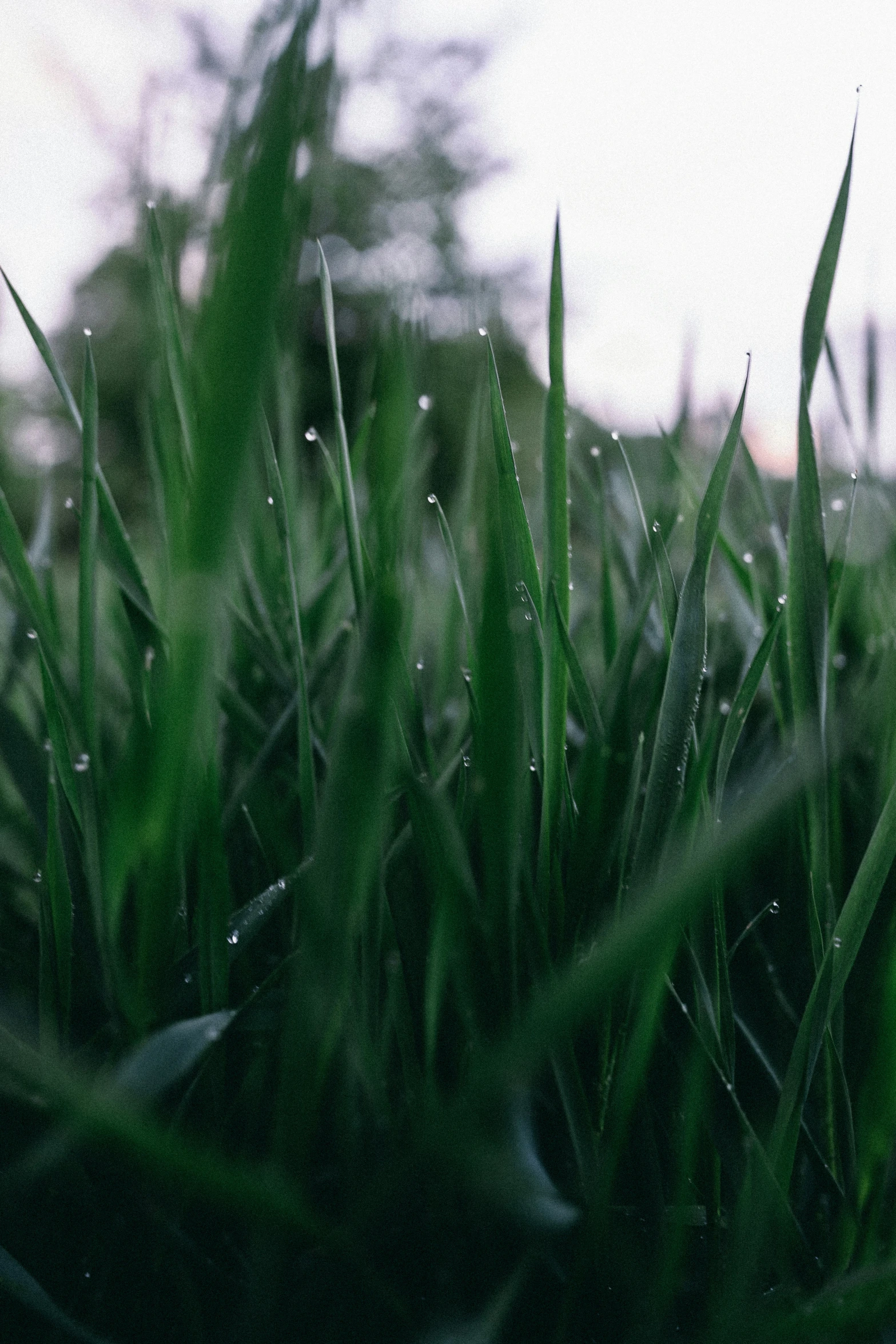 the grass is ready to be watered up