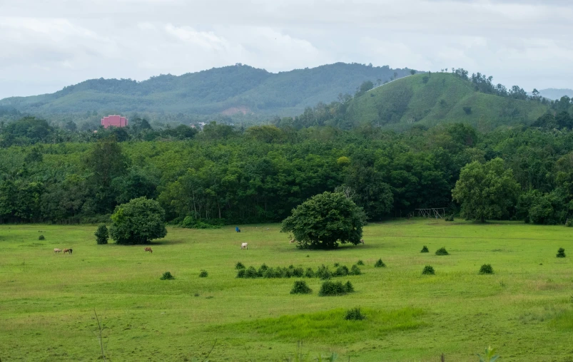 the trees are very lush in this large field