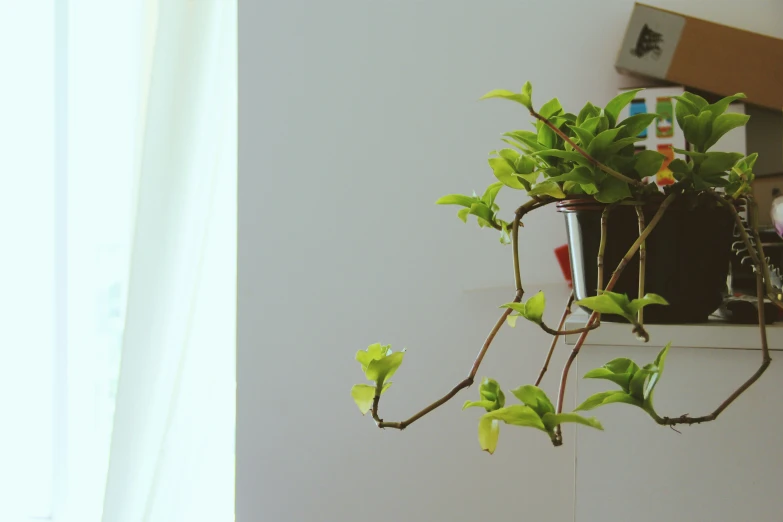 small tree nch mounted on white ledge next to large open window