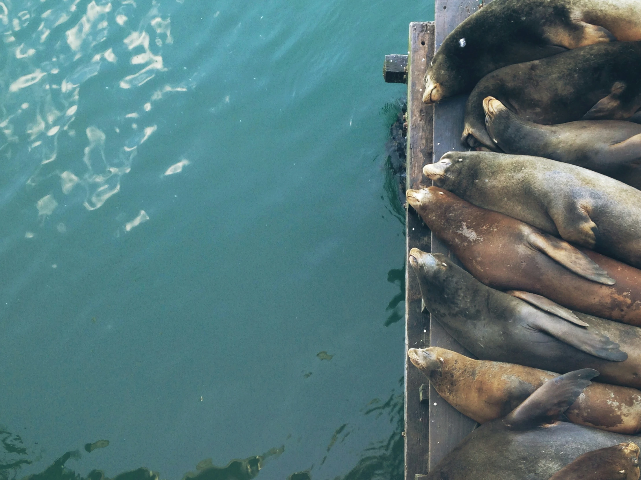 a bunch of sea lions that are laying in a box