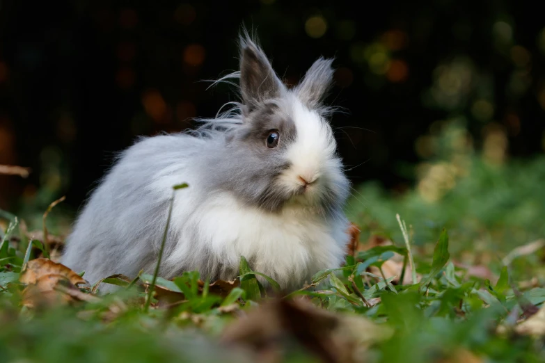 a rabbit sits in the grass with no one around