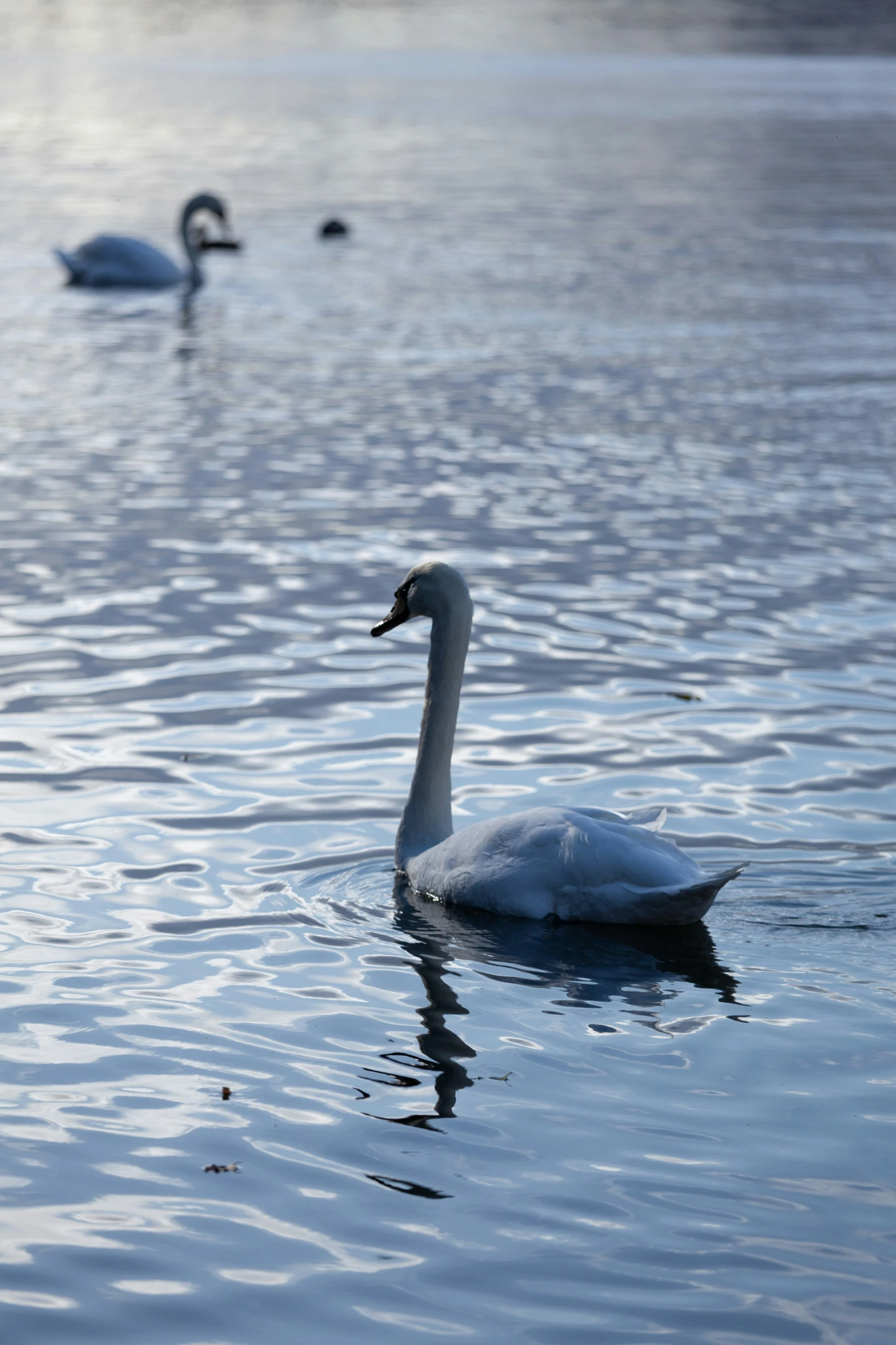 two swans are swimming on the calm water