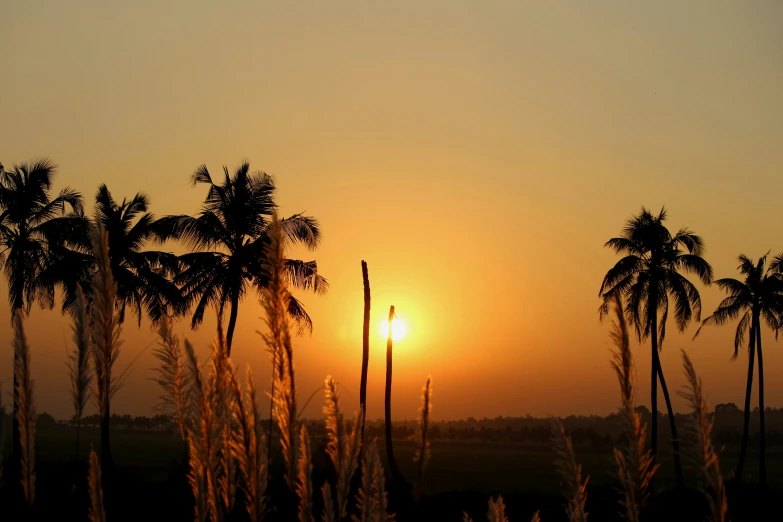 a sunset on a clear and calm day with palm trees