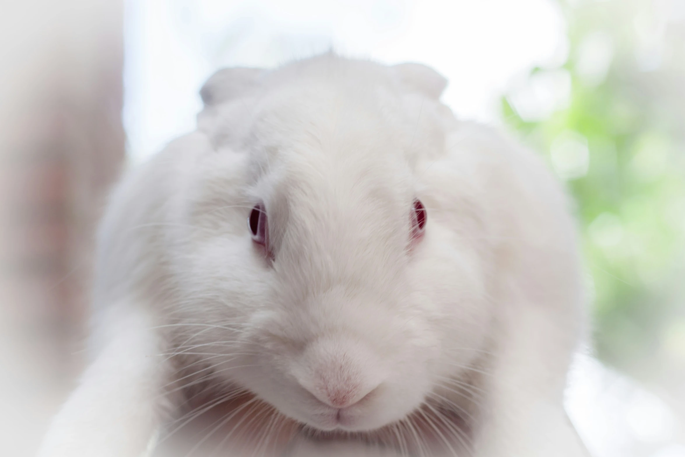 a close up of a rabbit's head in blurry image