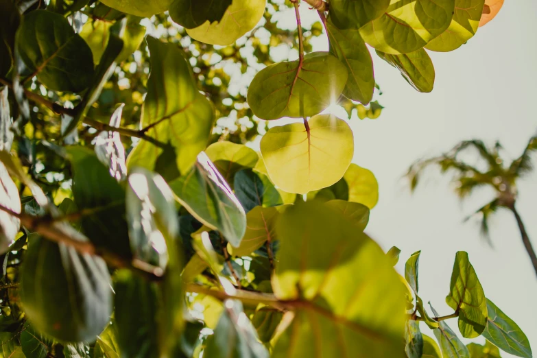 leaves on a tree with sky in background