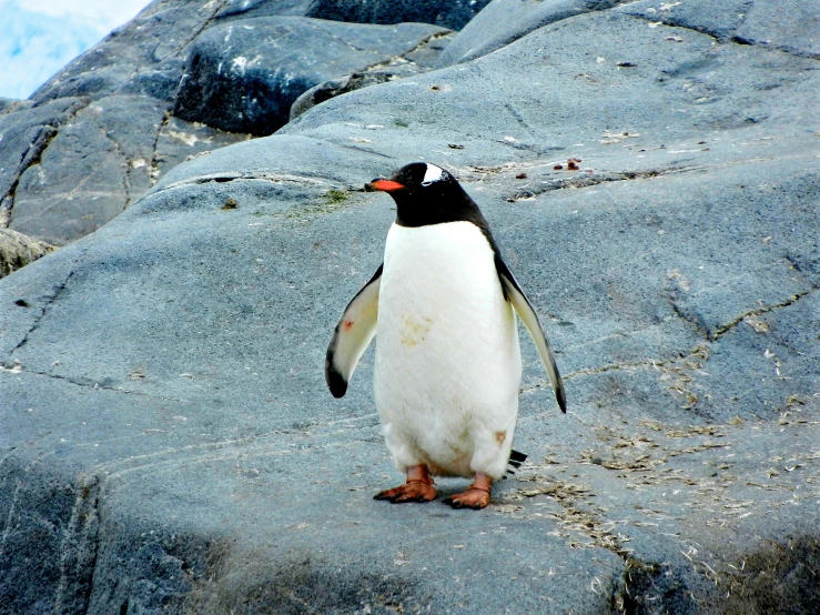 a penguin standing on some rocks looking out to sea