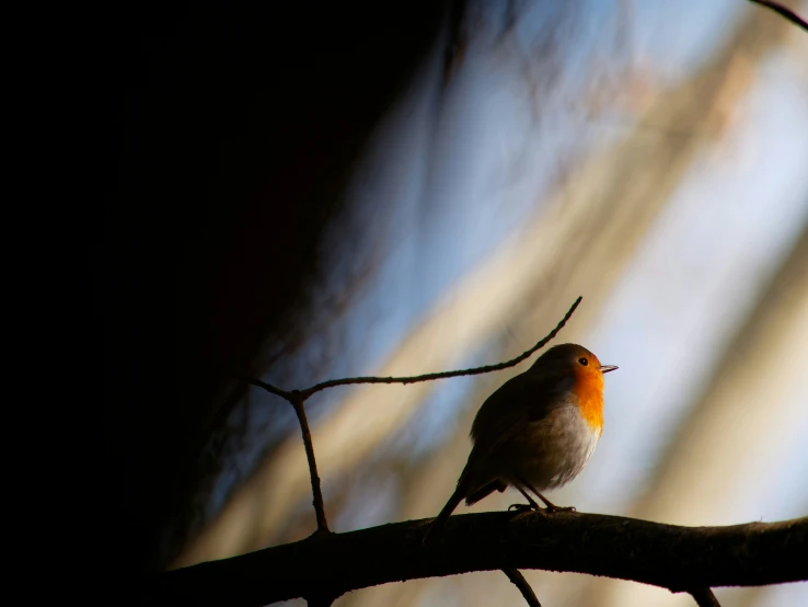 a small bird standing on a nch in a forest