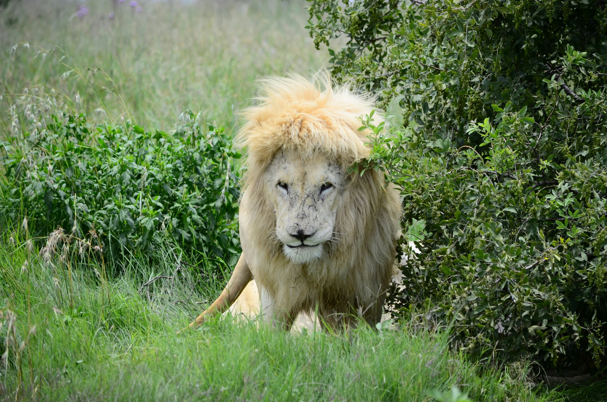 the white lion is standing in a lush green field