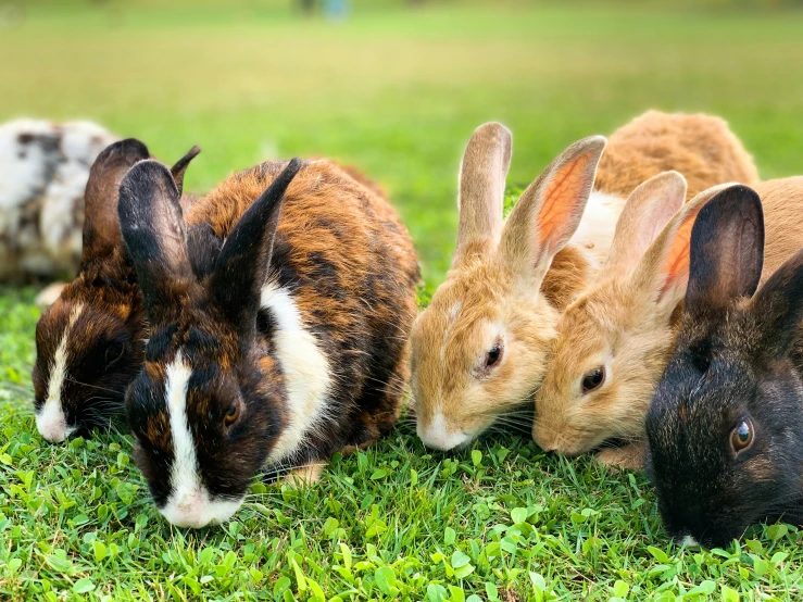 three rabbits are lying side by side in the grass