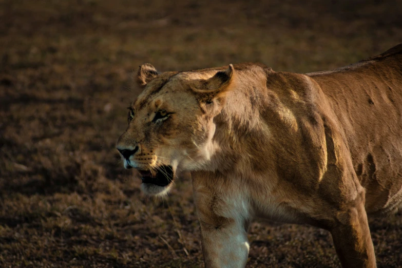 the lion has one big face and is standing in an open area