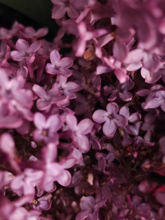 small purple flowers are growing in the sun