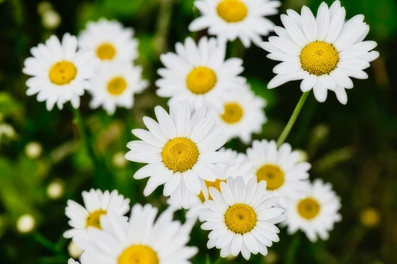 a close up of a field of white flowers