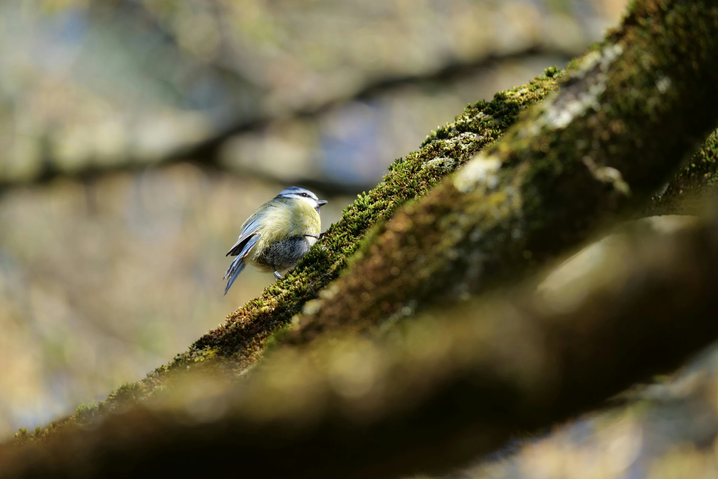 a small bird that is sitting on a mossy nch