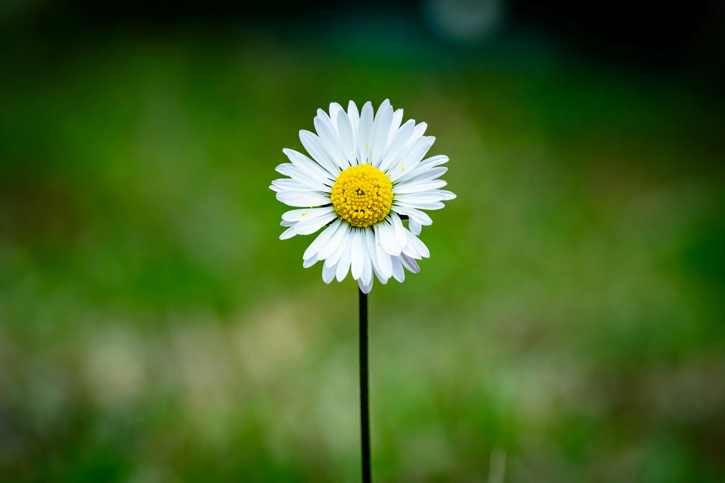 there is a daisy that is sitting on a small piece of grass