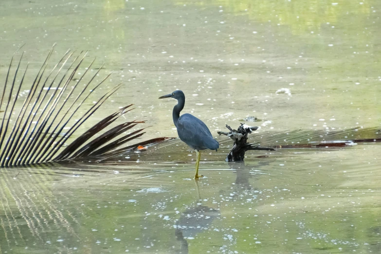 a very pretty blue and white bird in the water