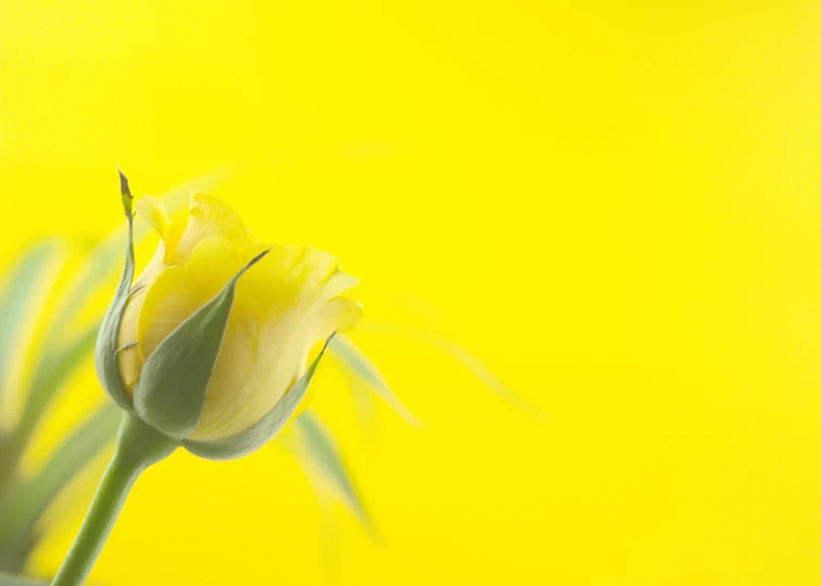 an image of a yellow tulip on a yellow background