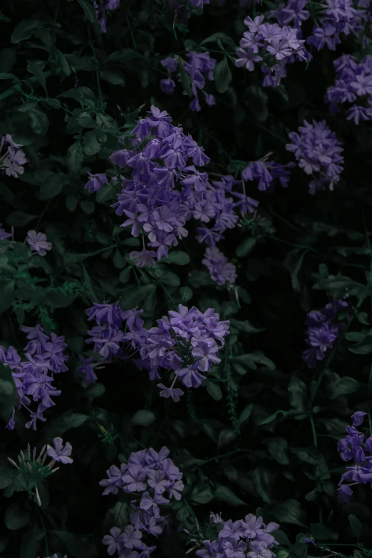 closeup po of purple flowers against a dark background