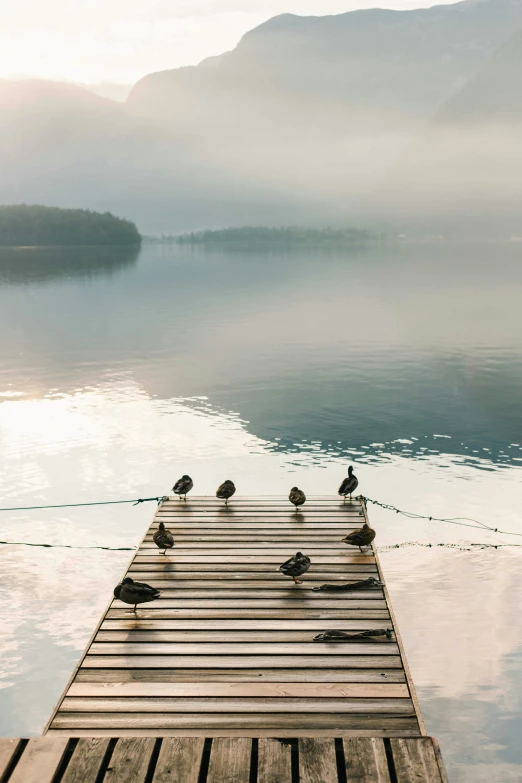 four birds standing on the end of a wooden dock