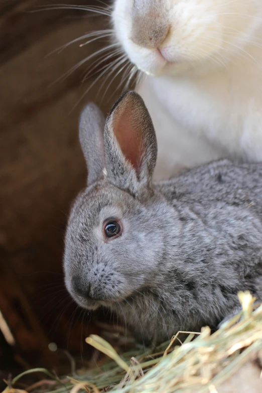 a small rabbit sits next to a big bunny