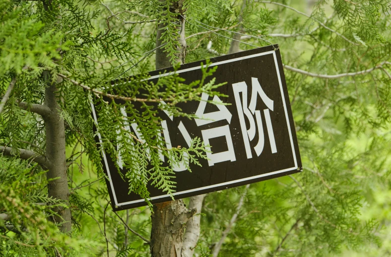 a sign is stuck in a tree that says area 51