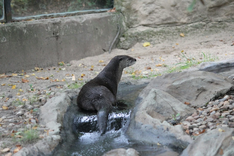 the black bear is sitting in the pond of water