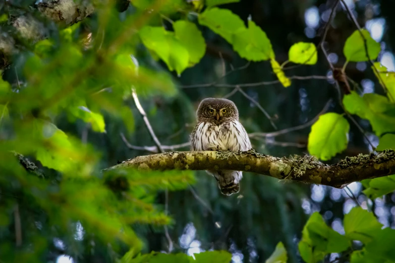 an owl sitting on a tree nch surrounded by leaves