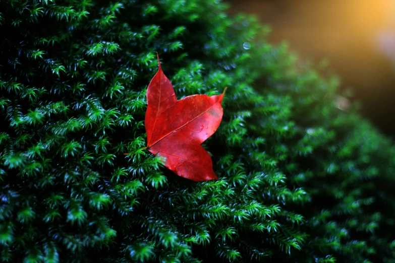 a red leaf on some green plants