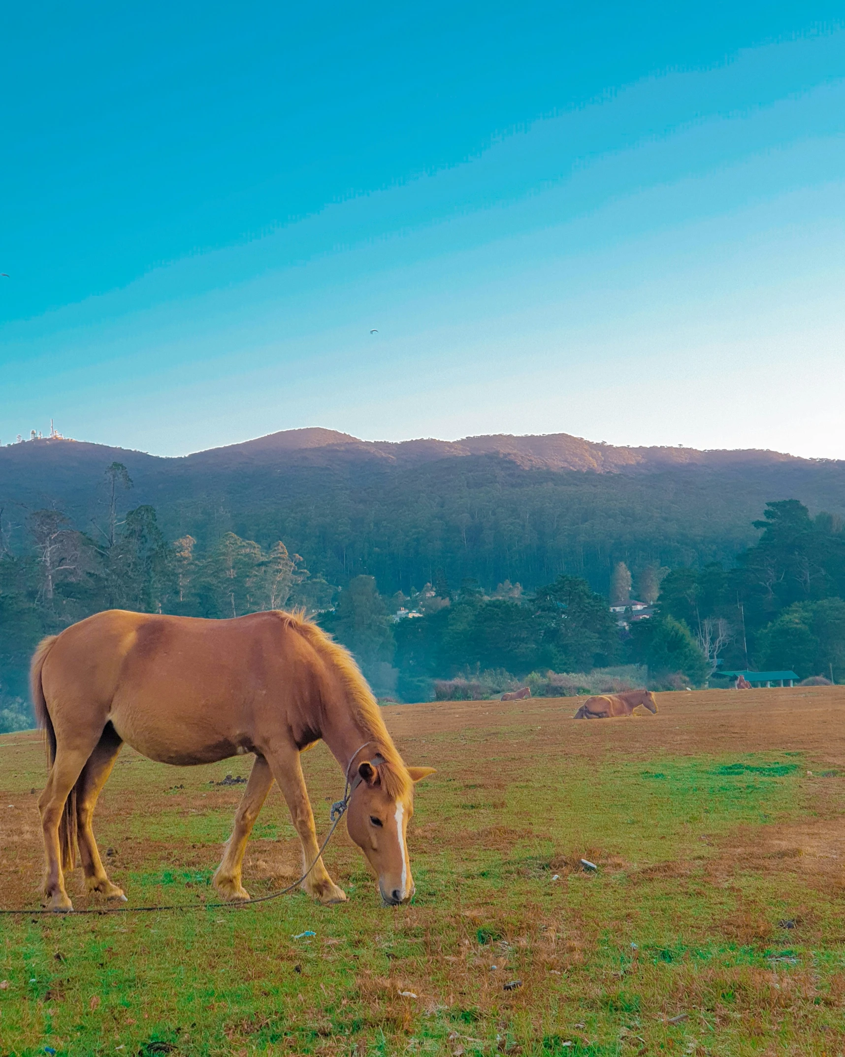 a small horse grazing on a patch of green grass