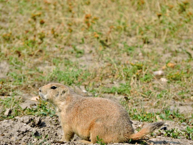a small groundhog standing in the middle of some grass