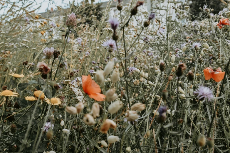 a very colorful field with many different types of flowers