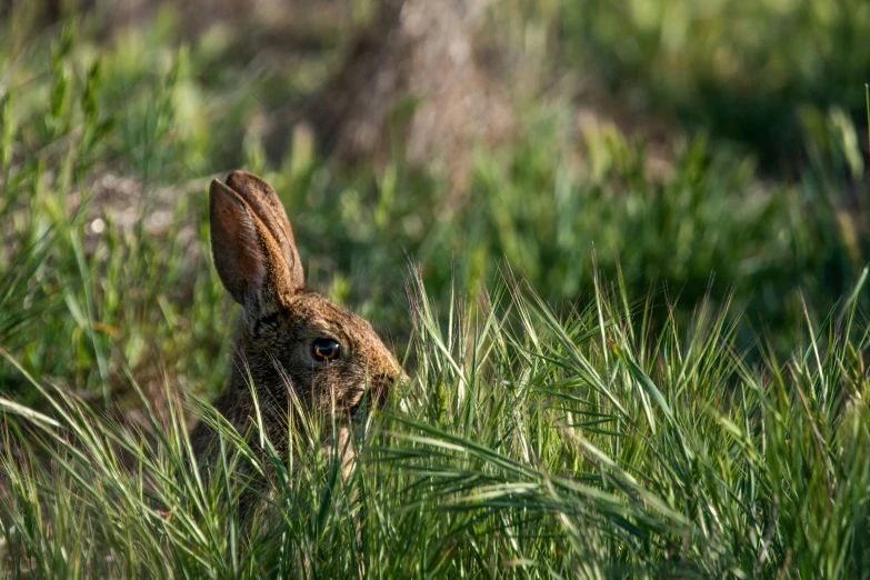 a rabbit hiding behind tall grass in the woods