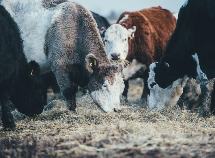 cows are eating grass with their calves