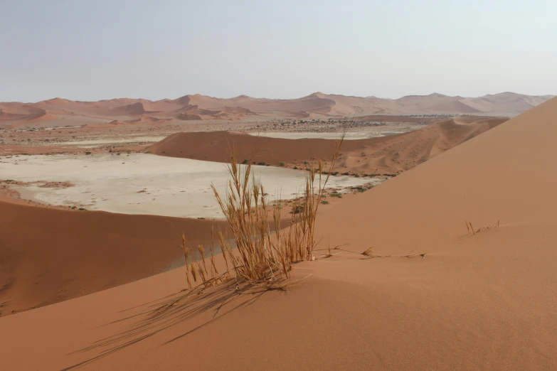 wild grasses in an arid desert landscape