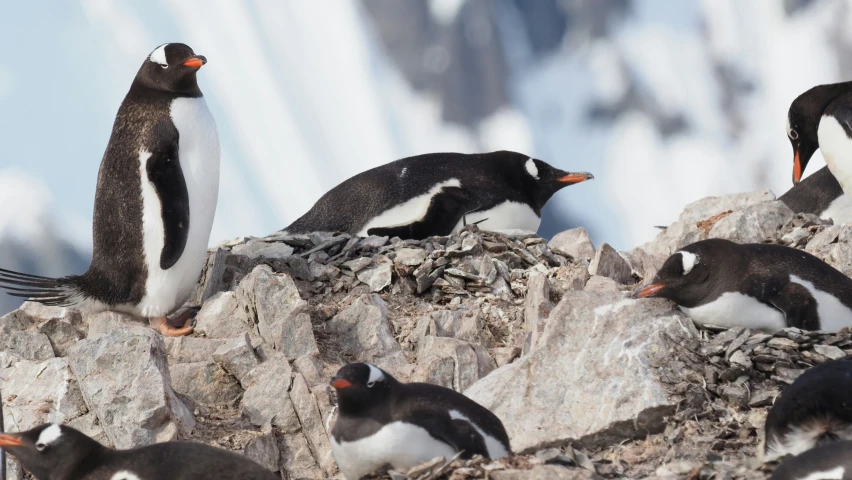 several penguins stand on a rocky cliff looking around