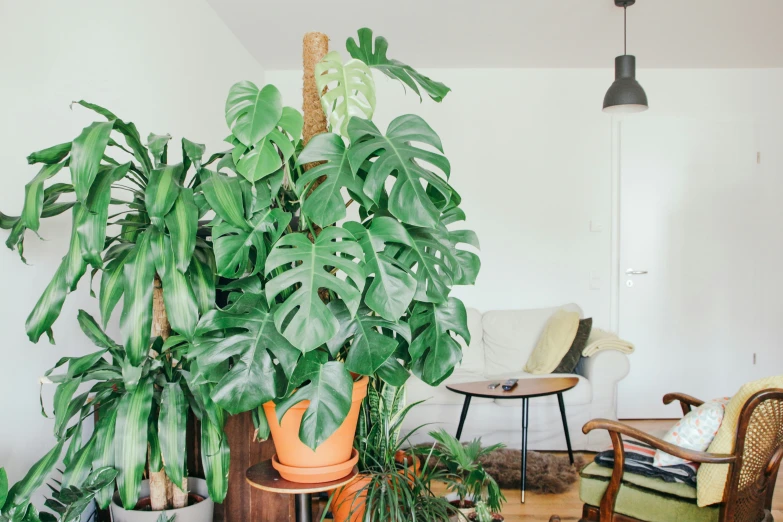 a large plant sits in a room with some chairs