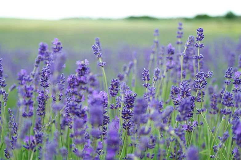 a field of lavender flowers is shown in this image