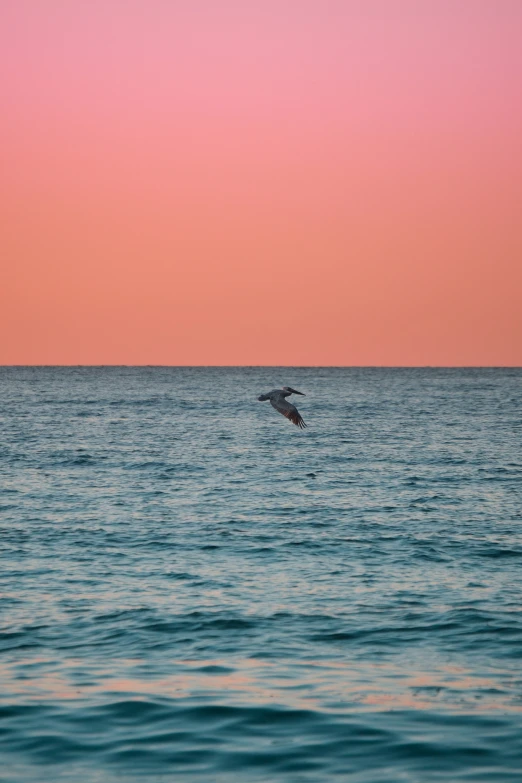 a dolphin swimming in the ocean at sunset