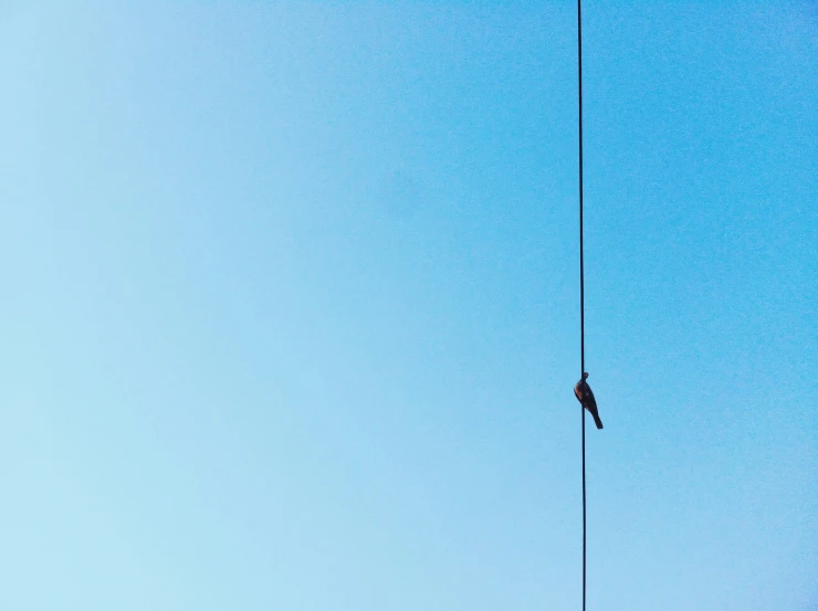 a pair of birds sitting on top of a telephone pole