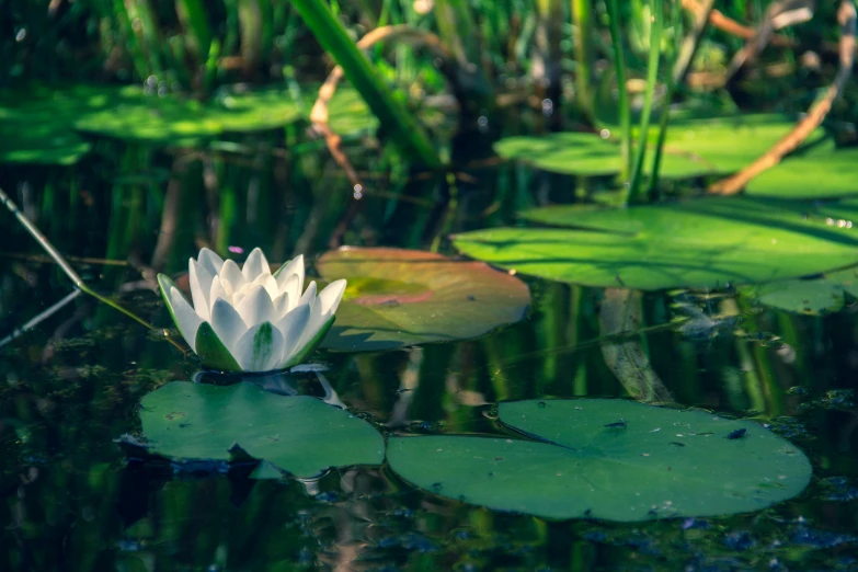 the water lily is sitting on the water