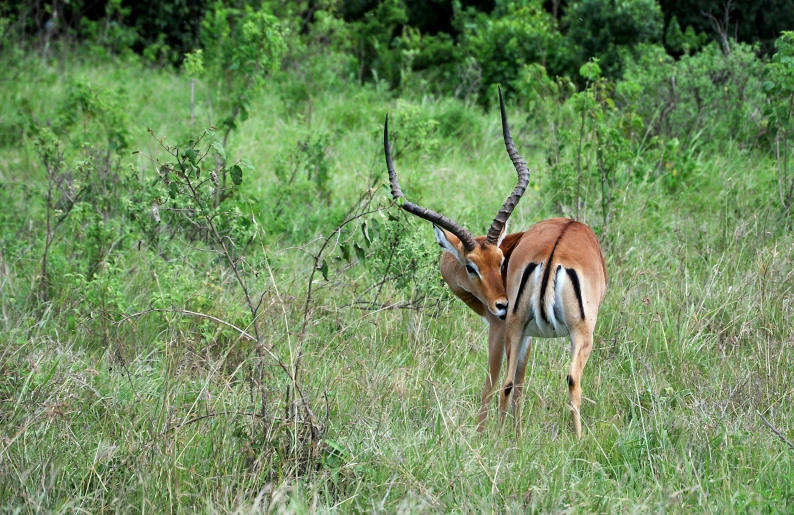 a gazelle looking straight ahead and eating tall grass