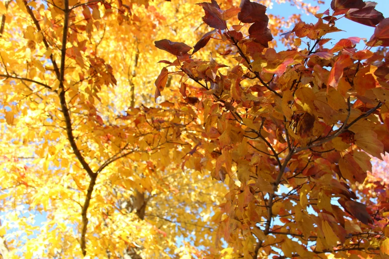 a tree with yellow and red leaves in autumn