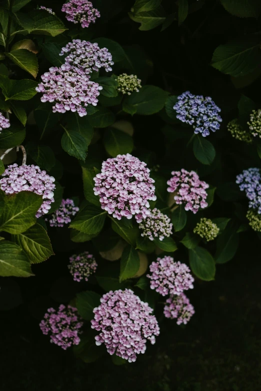 purple flowers blooming in the sunlight on a plant