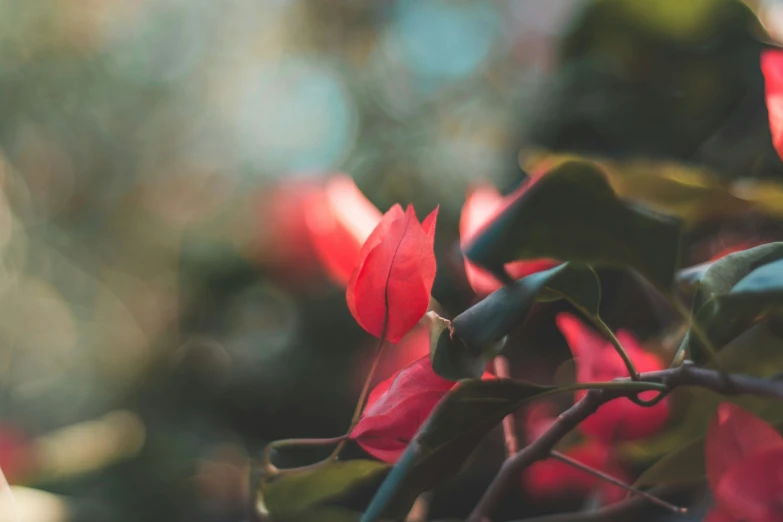 this is some red flowers in a bush